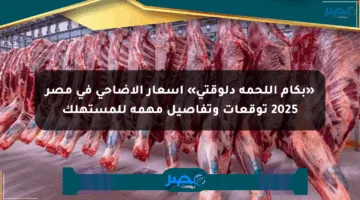 «بكام اللحمة دلوقتي» أسعار الأضاحي في مصر 2025 توقعات وتفاصيل مهمة للمستهلك